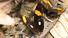 Adelpha leucophthalma