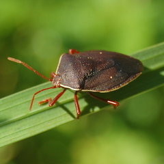 Brachystethus geniculatus
