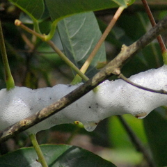 Cephisus siccifolius