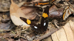 Adelpha leucophthalma