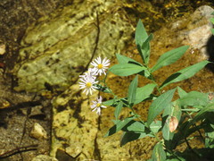 Symphyotrichum greatae