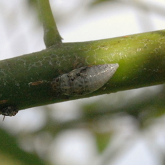 Cephisus siccifolius