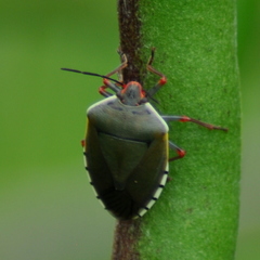 Chinavia erythrocnemis
