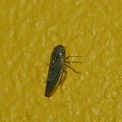 Ciminius platensis