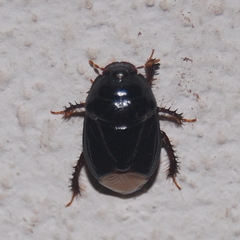 Cyrtomenus
