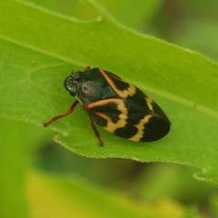 Deois flexuosa