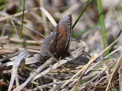 Erebia discoidalis