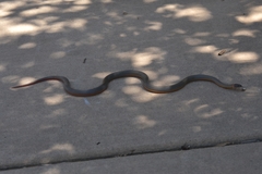 Diadophis punctatus similis