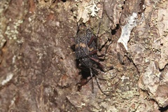 Sachalinobia rugipennis