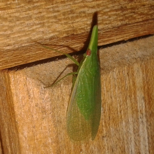 Melicharoptera rostrata
