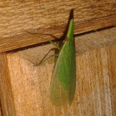Melicharoptera