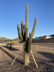Carnegiea gigantea
