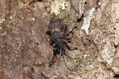 Sachalinobia rugipennis