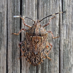 Dinocoris prolineatus