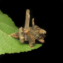 Psychidae