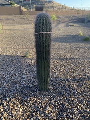 Carnegiea gigantea