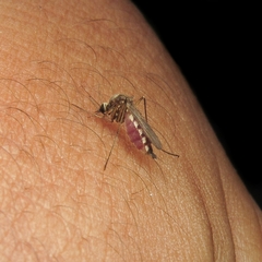 Aedes scapularis