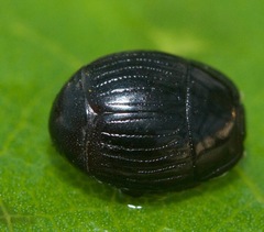 Margarinotus hudsonicus