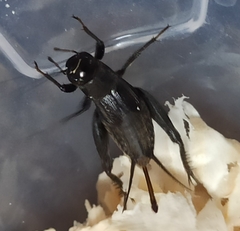 Modicogryllus frontalis