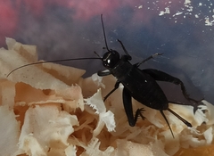 Modicogryllus frontalis