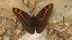 Adelpha levona
