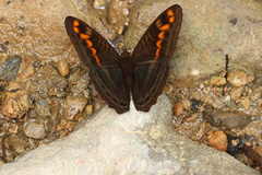 Adelpha levona