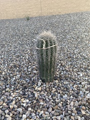Carnegiea gigantea