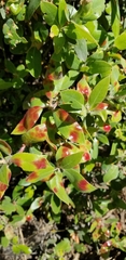 Exobasidium arctostaphyli