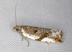 Ancylis mediofasciana