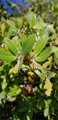 Exobasidium arctostaphyli