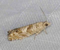 Epinotia solicitana