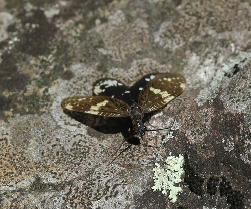 Saw-combed Fishfly photo 3