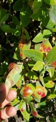 Exobasidium arctostaphyli