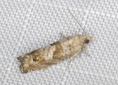 Epinotia solicitana