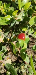 Exobasidium arctostaphyli