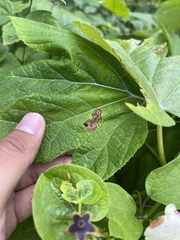 Aspilanta hydrangaeella