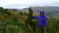 Libocedrus bidwillii