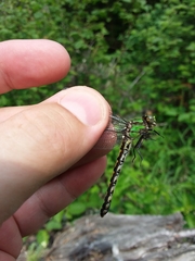 Ophiogomphus carolus