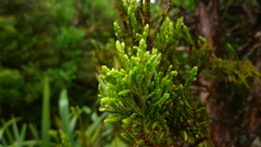 Libocedrus bidwillii