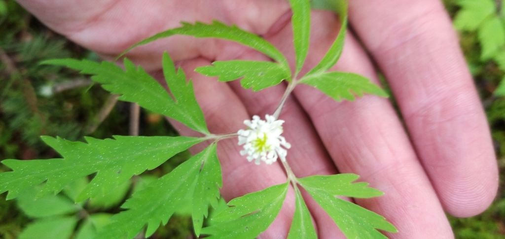 Anemonoides reflexa (Anemonoides reflexa)