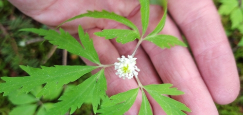 Anemonoides reflexa (Anemonoides reflexa)
