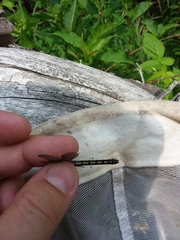 Ophiogomphus carolus