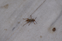 Xylotrechus chinensis