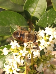 Eristalis tenax