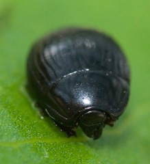 Margarinotus hudsonicus