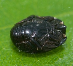 Margarinotus hudsonicus