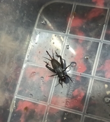 Modicogryllus frontalis