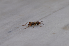 Xylotrechus chinensis