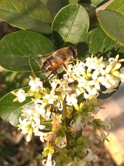 Eristalis tenax