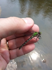 Ophiogomphus carolus